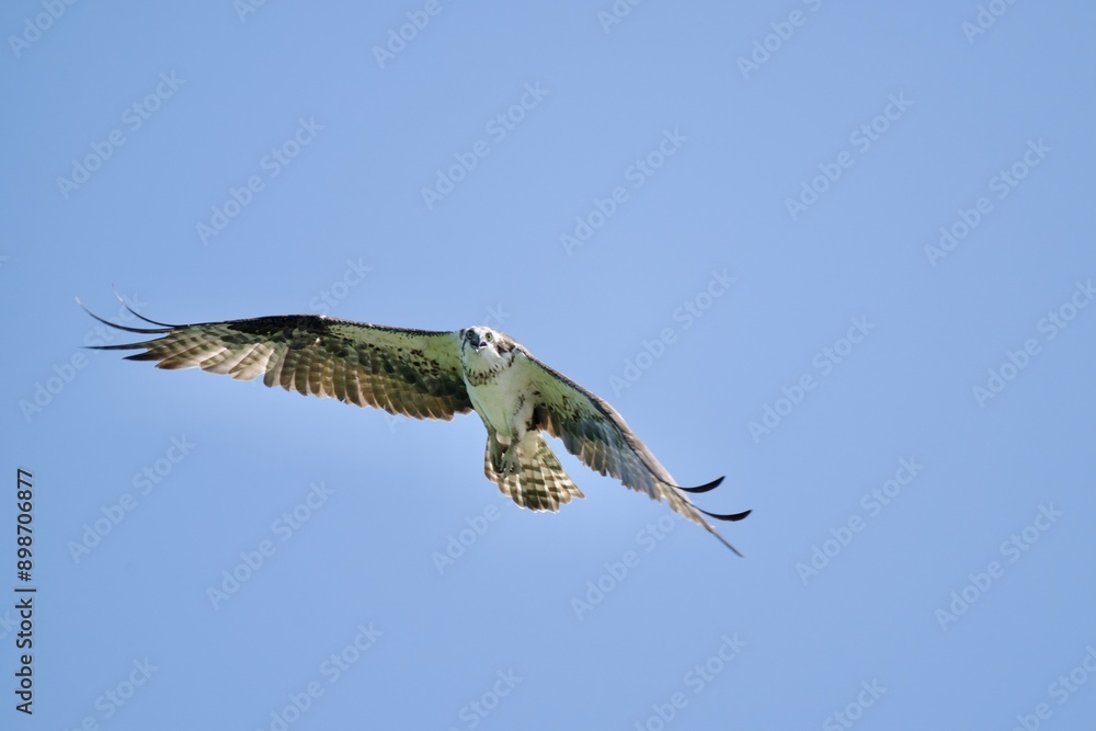 Obraz premium Osprey