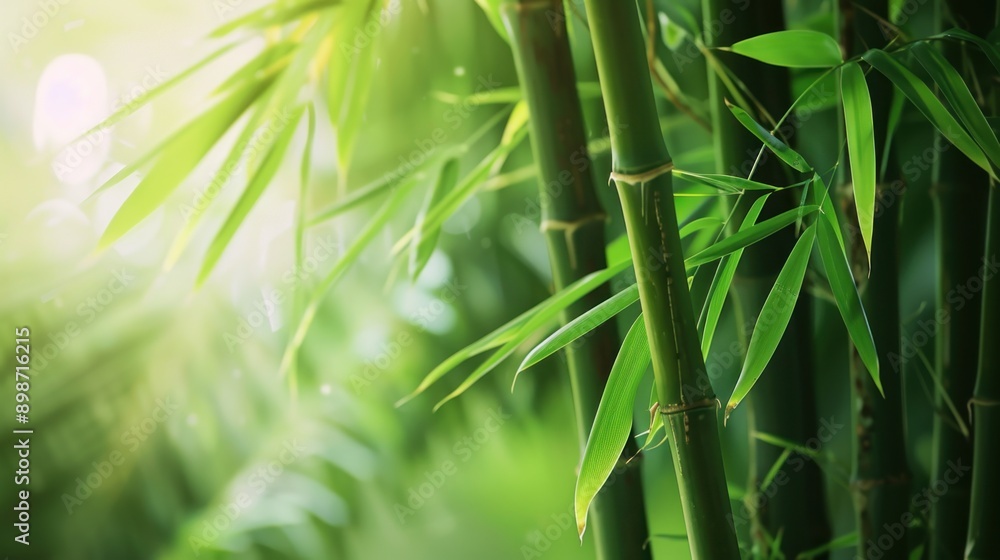 Bamboo Forest Serenity Bamboo Forest Serenity