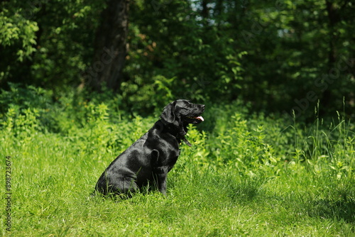 Photo of a black Labrador retriever sitting on green grass.