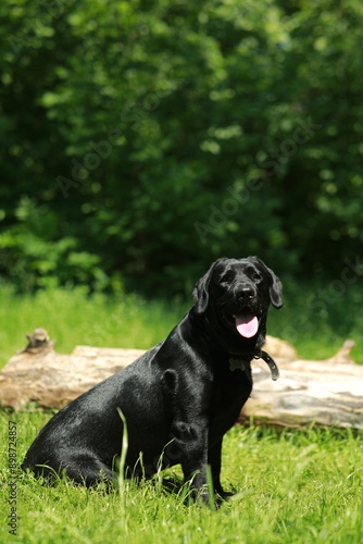 Photo of a black Labrador retriever sitting on green grass.
