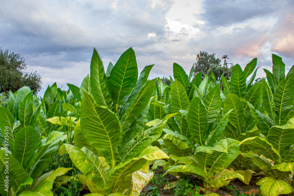Tobacco plantation in Poland .,