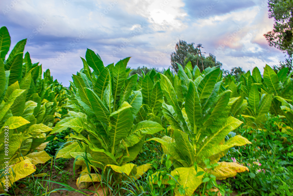 Tobacco plantation in Poland .,