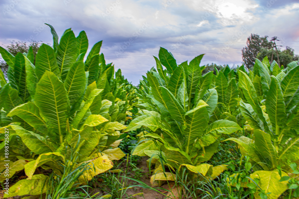 Tobacco plantation in Poland .,