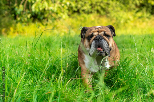 English Bulldog Standing in Green Grass on Sunny Day