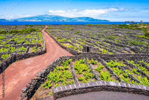 Bilde på lerret Vineyard culture among volcanic rocks and dirt road, Pico island, Azores, Portug
