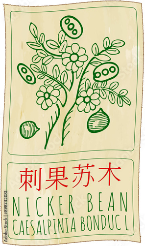 Vector drawing NICKER BEAN in Chinese. Hand drawn illustration. Latin name is CAESALPINIA BONDUC L.
