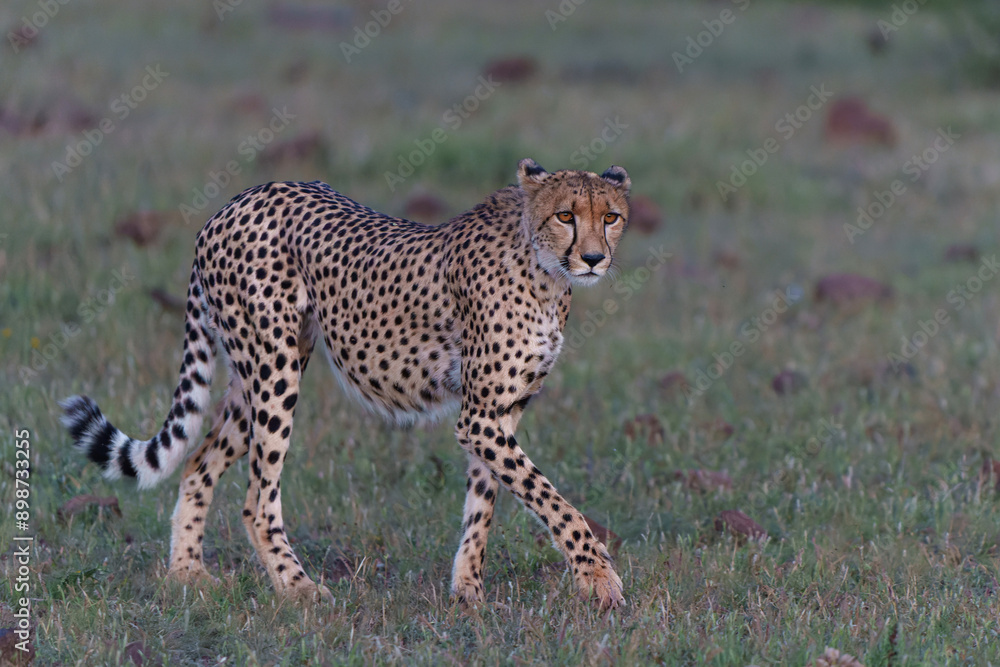 Cheetah (Acinonyx jubatus) walking and searching for prey in the late afternoon in Mashatu Game Reserve in the Tuli Block in Botswana Cheetah (Acinonyx jubatus) walking and searching for prey in the late afternoon in Mashatu Game Reserve in the Tuli Block in Botswana