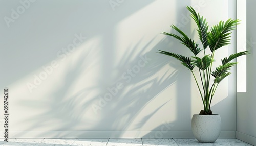 Potted Plant on White Floor
