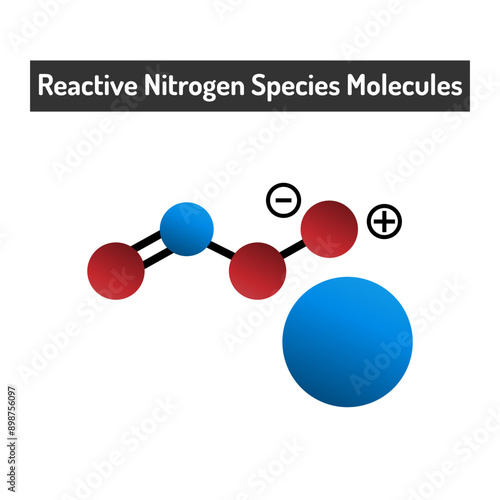 Canvas Print Reactive Nitrogen Species Molecules - Their Biological Roles and Impacts on Heal