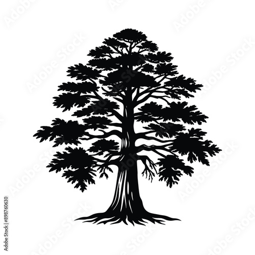 An American Sycamore Tree Silhouette