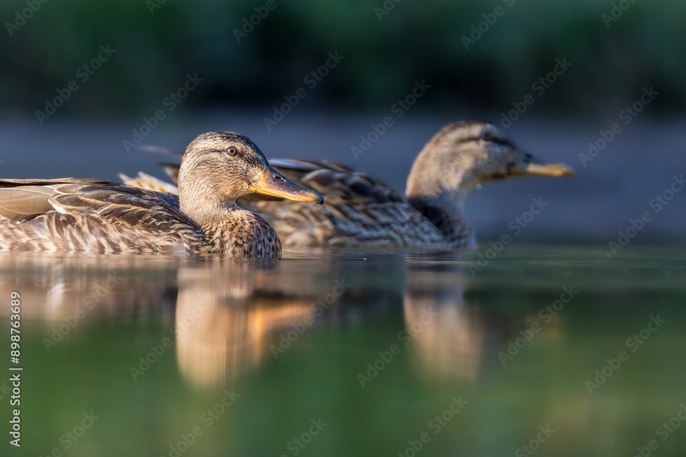 mallard duck on a pond in the morning light mallard duck on a pond in the morning light