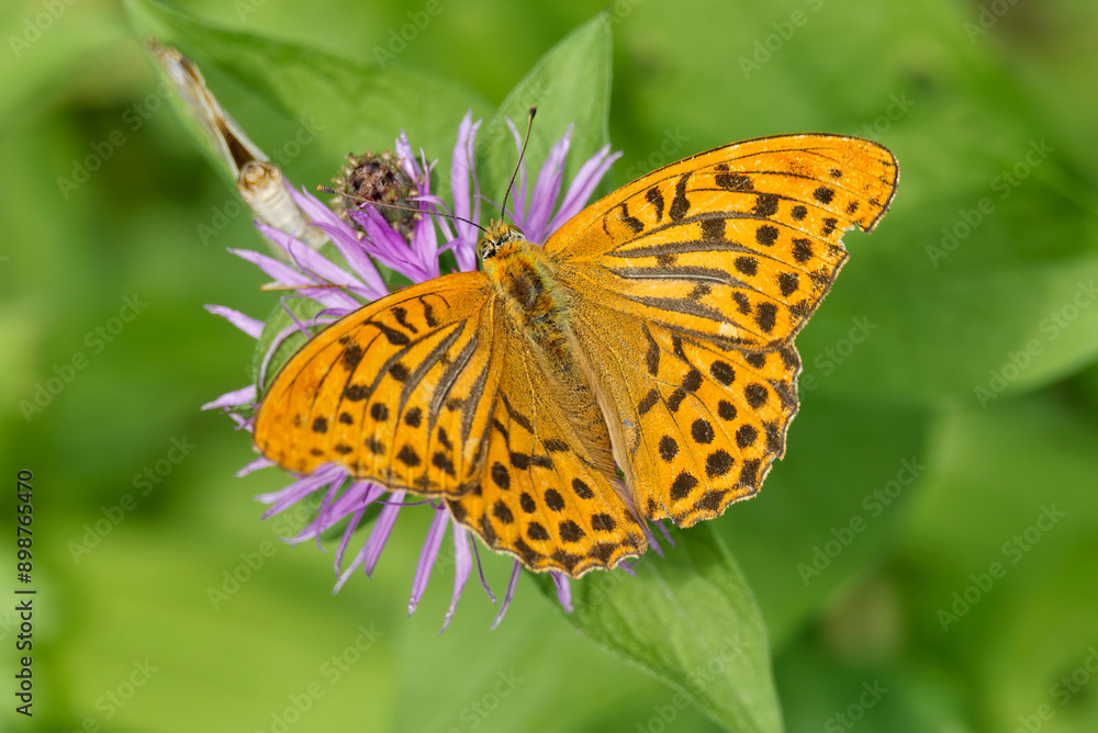 Silver-washed Fritillary butterfly (Argynnis paphia) sitting on pink flower in Zurich, Switzerland Silver-washed Fritillary butterfly (Argynnis paphia) sitting on pink flower in Zurich, Switzerland