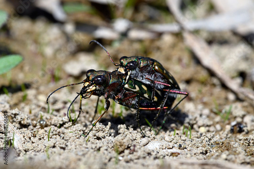 Dünen-Sandlaufkäfer // Dune tiger beetle (Cicindela hybrida) - Griechenland // Greece photo