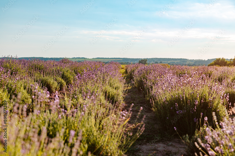 Fototapeta premium Field of lavender flowers
