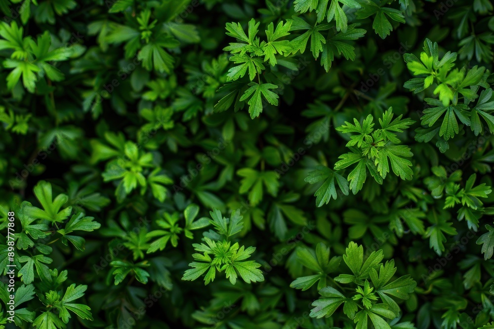 Close-up small green tree plants nature background Close-up small green tree plants nature background