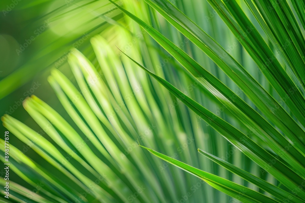 Close-up the palm leaf texture, green backdrop Close-up the palm leaf texture, green backdrop
