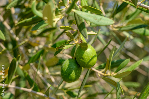 Green oranges, still ripening and not yet ready to harvest.