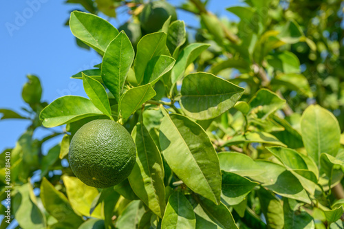 Beautiful orange trees in an orchard.