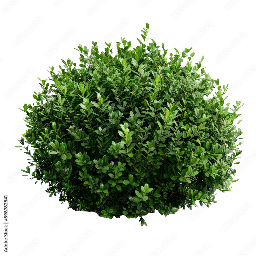 Green Bush Garden Bush white background Green Bush Garden Bush white background
