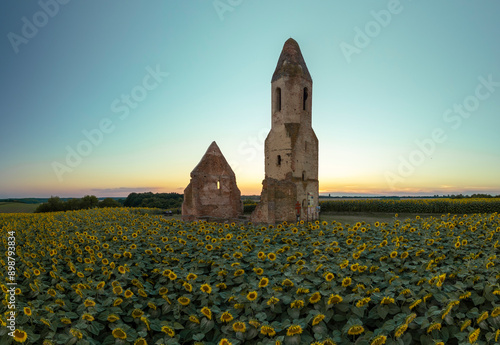 Old Catholic church, ruins in the middle of the sunflower field. Landscape shot at sunset Pusztatorony Hager, Somogyvámos Balaton, Hungary photo