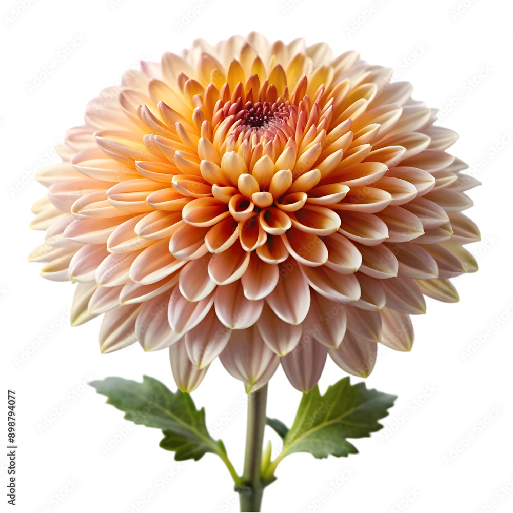 a chrysanthemums a chrysanthemums