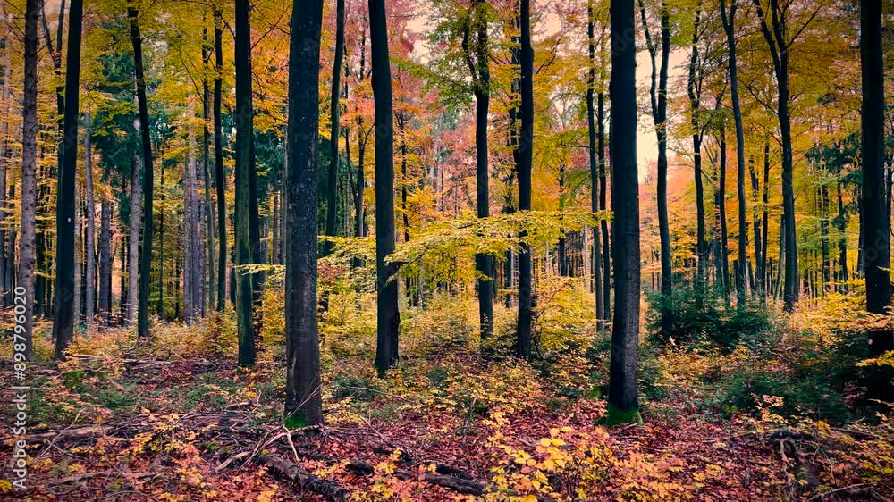 autumn in the forest and falling leaves autumn in the forest and falling leaves