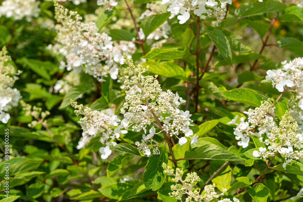 hydrangea blossoms in bright sunlight hydrangea blossoms in bright sunlight