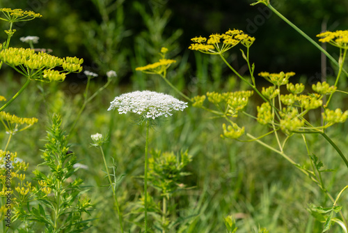 wild and invasive plants in the park