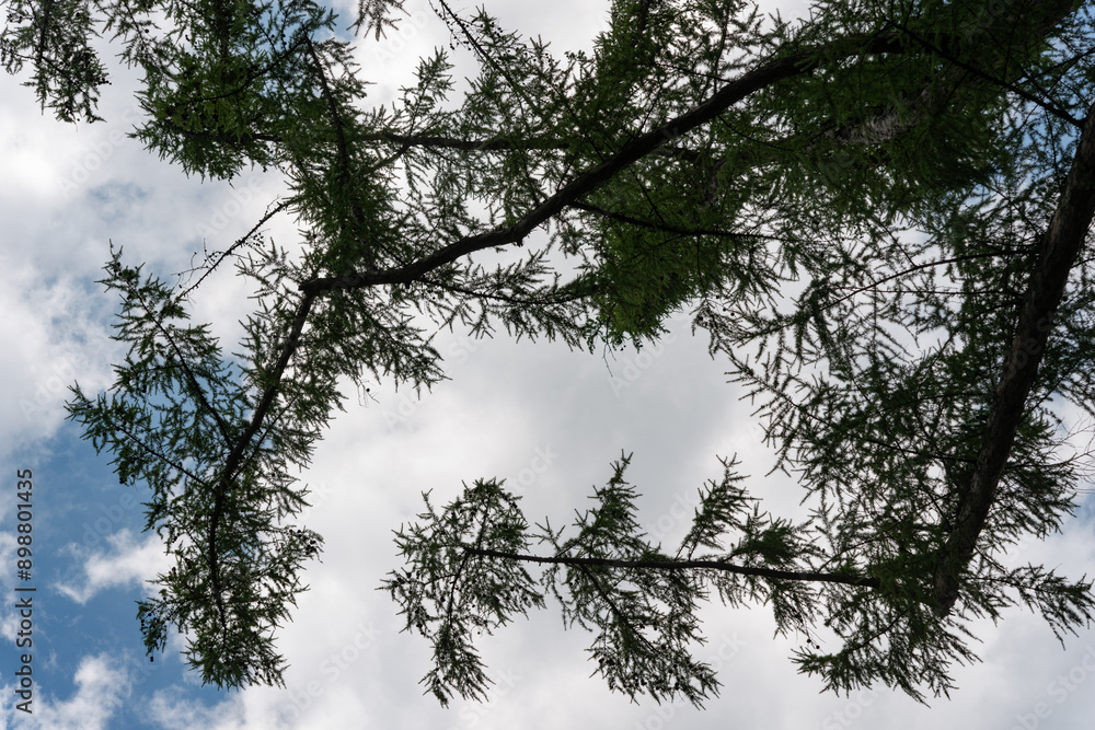 skyward glance at branches on an overcast sky skyward glance at branches on an overcast sky