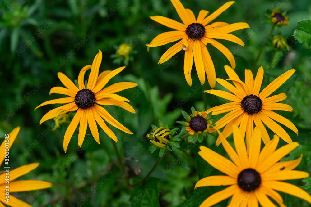 close-up of black-eyed susans on a defocused foliage background close-up of black-eyed susans on a defocused foliage background