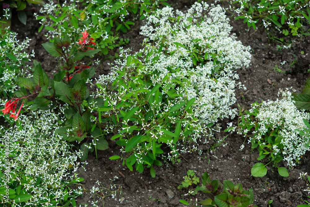 glancing down at mostly euphorbia flowers in a garden glancing down at mostly euphorbia flowers in a garden