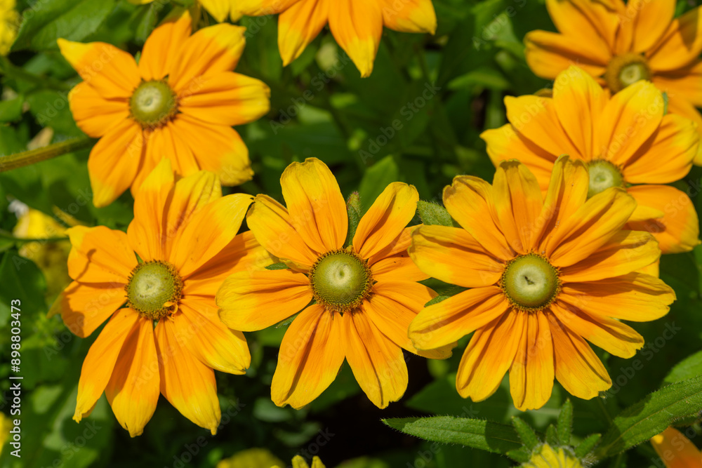 close-up of rudbeckia gloriosa in full sunlight close-up of rudbeckia gloriosa in full sunlight