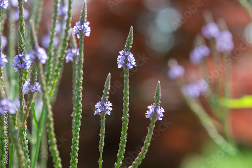Photography close-up of verbena hastata or blue vervain on a deeply defocused coppery foliag