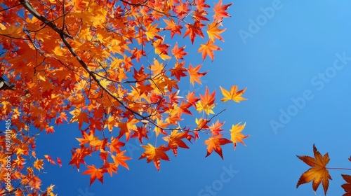 Vibrant autumn leaves against a clear blue sky in late fall photo