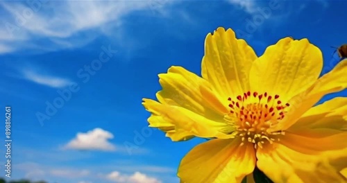 yellow flower & bee against blue sky