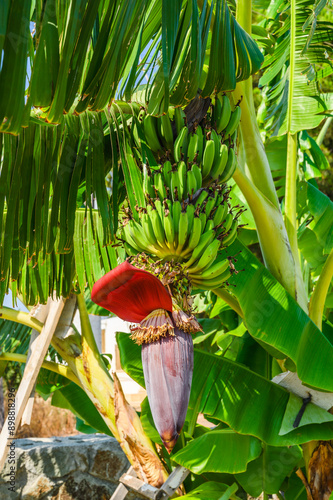 Blooming banana flower and banana fruits on a banana tree on Madeira island close up