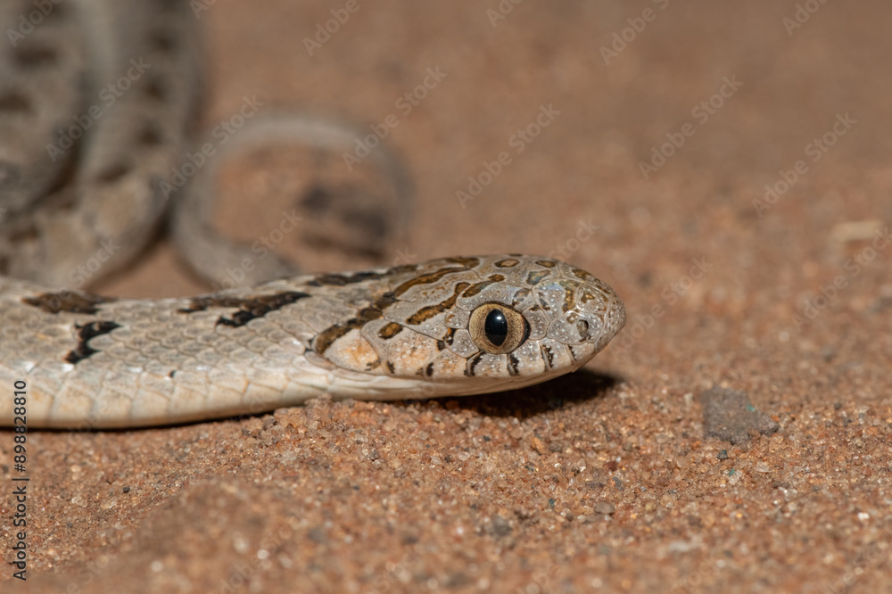 Rhombic egg eater (Dasypeltis scabra), also known as a common egg eater, or egg-eating snake, in the wild during a warm summer evening Rhombic egg eater (Dasypeltis scabra), also known as a common egg eater, or egg-eating snake, in the wild during a warm summer evening