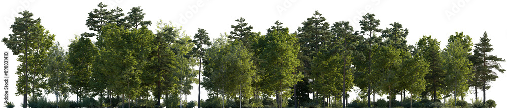 Frontal view Forest mixed trees (birch, sycamore platanus, spruce, pine, maple and other) isolated png on a transparent background perfectly cutout day lighting Frontal view Forest mixed trees (birch, sycamore platanus, spruce, pine, maple and other) isolated png on a transparent background perfectly cutout day lighting