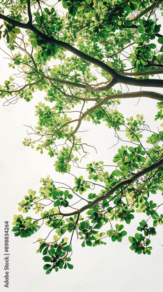 Obraz premium Realistic Low Angle View of a Leafy Tree with Detailed Branches and Leaves Against White Background High-Quality Photo