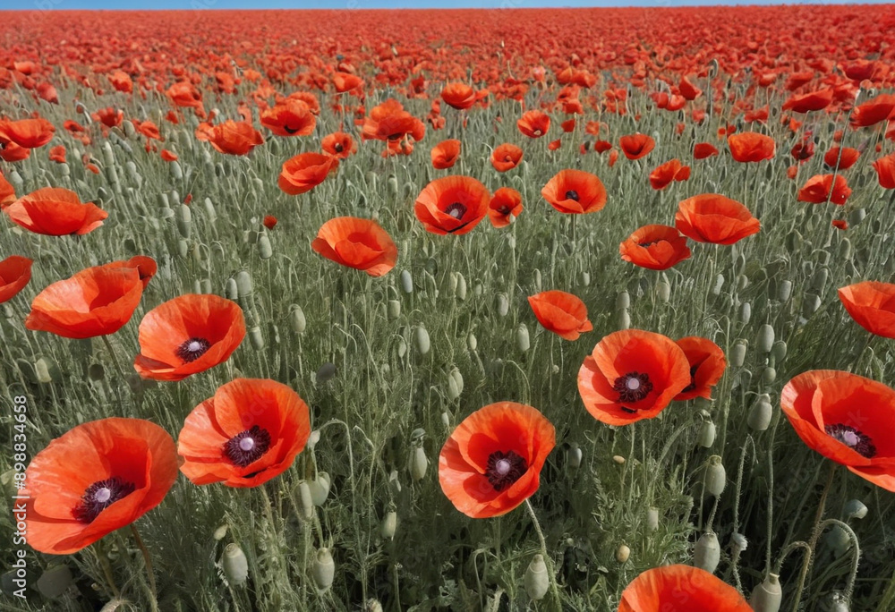 Obraz premium A field of red poppies with a blue sky. 