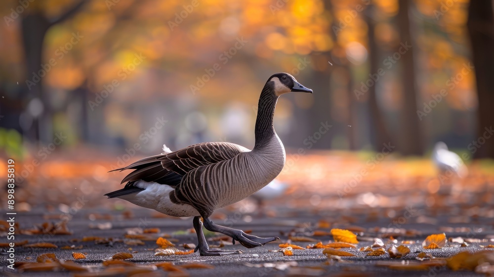 Fototapeta premium Goose walking through park amidst autumn leaves in a sunny day