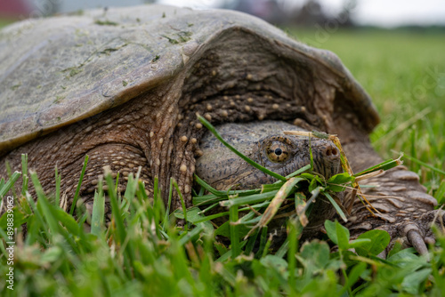 Fototapeta kuchenna Snapping turtle munching grass