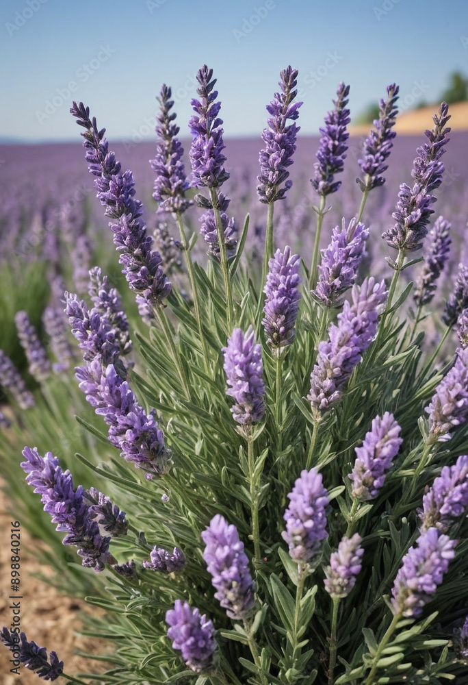 Obraz premium A blooming lavender bush. 
