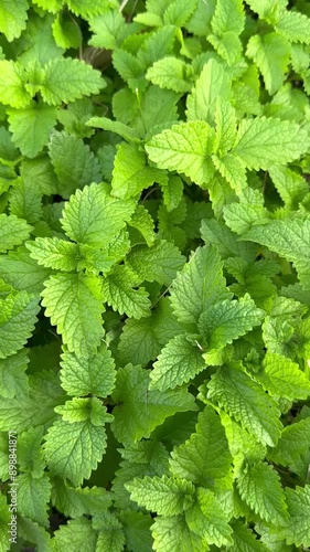 A bed of mint bushes with green leaves, fresh spice. Spicy food. For video presentation, advertising. Background. Vertical. Close up.