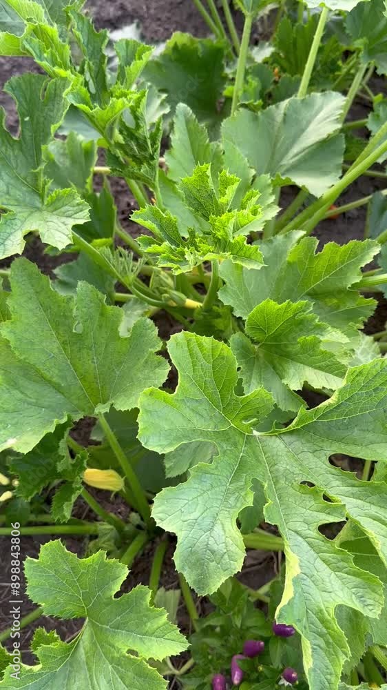 Zucchini bushes with large green leaves grow in a garden bed. Healthy food grown by hand. Vertical. For video presentation, advertising. Zucchini bushes with large green leaves grow in a garden bed. Healthy food grown by hand. Vertical. For video presentation, advertising.