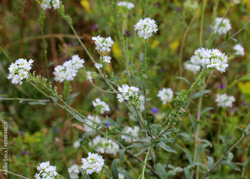 Berteroa incana as a weed grows in nature