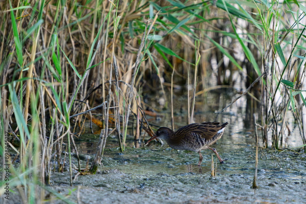 Fototapeta premium Water Rail Rallus aquaticus in the wild