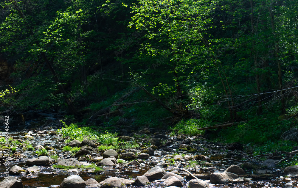 A river flows through a vibrant green woodland with various plant species A river flows through a vibrant green woodland with various plant species