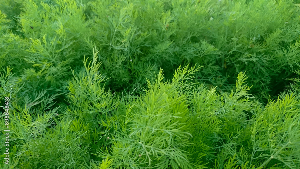 Young green dill close-up in the vegetable garden Young green dill close-up in the vegetable garden