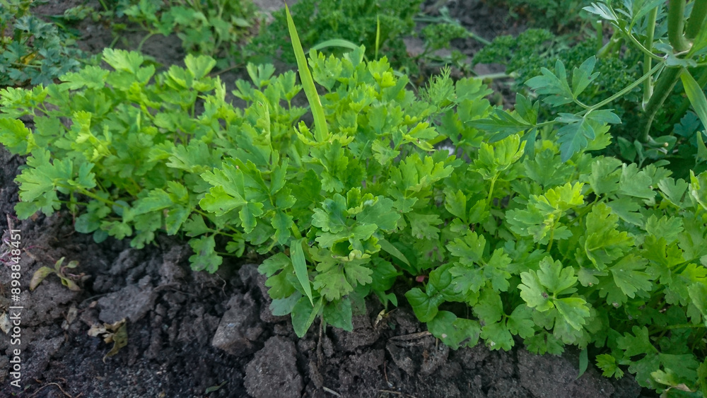 A garden bed of green young parsley planted in a row A garden bed of green young parsley planted in a row